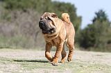 SHAR-PEI 274